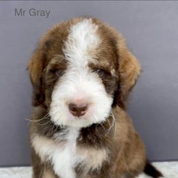 Bernedoodle Puppies from Doodles of Tampa Bay