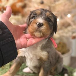 Amber - Blue merle female Bernedoodle puppy in Grand Blanc, Michigan from Halsey Poodles and Doodles