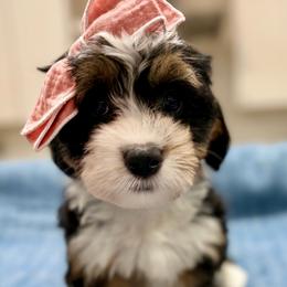 Sundae The Tri-Color Ultra Mini Bernedoodle - Tri-color female Bernedoodle puppy in Herriman, Utah from Rose Canyon Doodles