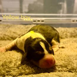 Yellow boy - Tri-colored male Treeing Walker Coonhound puppy in Lovelady, Texas from 3 Color Kennel