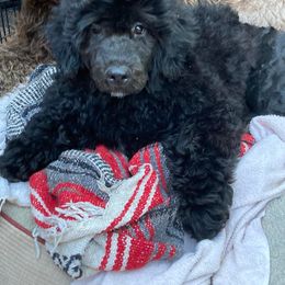 Portuguese Water Dog Puppies from Belladonna Farm