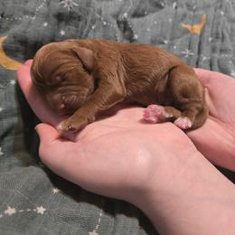 Boy 3 - male Cavapoo puppy in Vancouver, Washington from Doo a Little Doodle