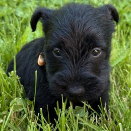 Scott - Black male Scottish Terrier puppy in Mount Joy, Pennsylvania from K&M Kennel