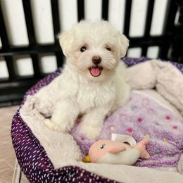 Lilo - White female Maltese puppy in Homestead, Florida from Princess’s Maltese Palace