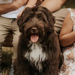 Zoey - Australian Labradoodle