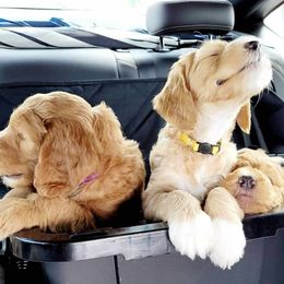 Goldendoodle Puppies from Doodle Devotion
