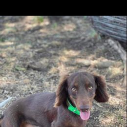 Ruger - Dachshund