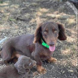 Ruger - Dachshund