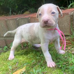 Pink collar female - Blue merle female Catahoula Leopard Dog puppy in Gadsden, Alabama from Rich Cat’s