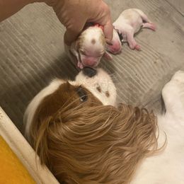 Alpha - Blenheim female Cavalier King Charles Spaniel puppy in Lead Hill, Arkansas from Kalama Cavaliers