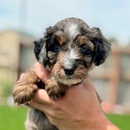 Lightning - Blue merle male Aussiedoodle puppy in Sterling, Colorado from North 40 Doodles
