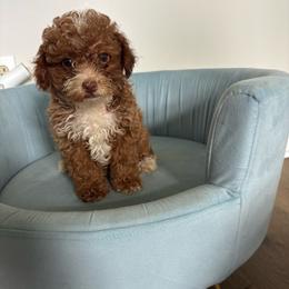 Suger - Red  female Poodle puppy in Plano, Texas from Dogs lovers