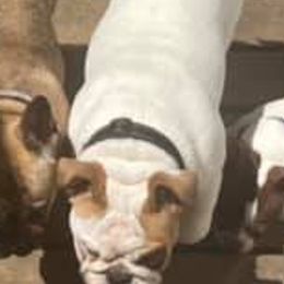 Boston Terriers, Bulldogs, and French Bulldogs from Blue Coast Bulldogs