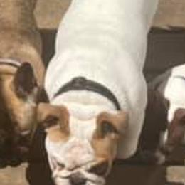 Boston Terriers, Bulldogs, and French Bulldogs from Blue Coast Bulldogs