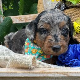 Monterey Jack - Blue merle male Bordoodle puppy in Canfield, Ohio from Poo's Doo's & Inu's