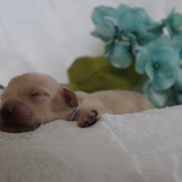 Gray collar - Cream male Dachshund puppy in Mc Donough, Georgia from Hot Diggity Doxies