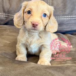 Teddy - Cream male Dachshund puppy in Hornbeck, Louisiana from A&Z Mini Dachshunds