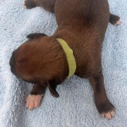 Boy 3 - Fawn male Boxer puppy in Plainwell, Michigan from Hope's Beautiful Boxers