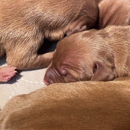 Male 7 - Golden rust male Vizsla puppy in Dugspur, Virginia from Pilgrims Trails Shorthairs
