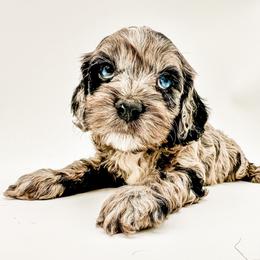 Tate - Cockapoo puppy from Parti Puppies