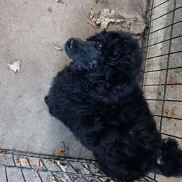 Boy 1 - Black male Poodle puppy in Harrodsburg, Kentucky from Flambeau Poodles