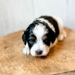 Girl 1 - Black tri-color female Assorted Doodle Crosses puppy in Arlington, Washington from Doodle Love Laugh