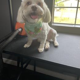 Havanese Puppies from Dean Supreme