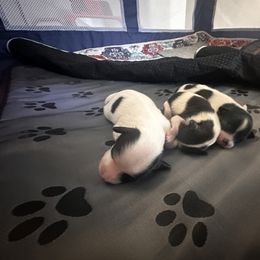 Papillon Puppies from Wendy’s Wings