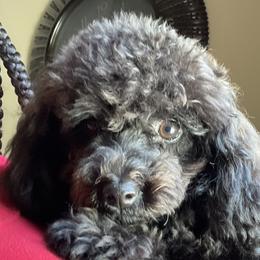Maltese, Maltipoo, and Poodle Puppies from Healing Pawz LLC
