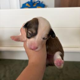 1 - Sable male Pembroke Welsh Corgi puppy in Boyd, Texas from Barker's Corgis