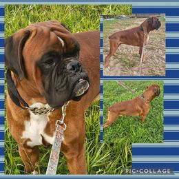 Truman - Boxer