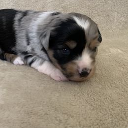 Miniature Australian Shepherd and Toy Australian Shepherd Puppies from Pawesome Lil Aussies