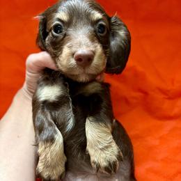 Siesta - Chocolate and cream female Dachshund puppy in Bradenton, Florida from Leah’s Suncoast Doxies