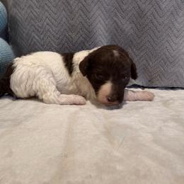 Aspen - Parti female Poodle puppy in Cleveland, Texas from Jolley Poodles