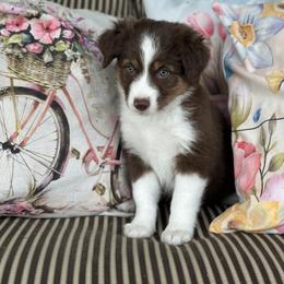 Tally - Red tri female Miniature Australian Shepherd puppy in Shipshewana, Indiana from Shelli's Puppies