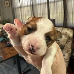 Gabe - Red white and sable male Papillon puppy in Middleville, Michigan from Cheryl's Papillons