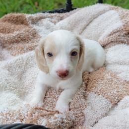 Chai - Piebald female Dachshund puppy in Hawthorne, Florida from Circle M Dachshunds