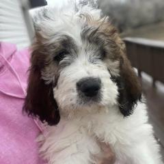 Newfoundlands, Saint Berdoodles, and Saint Bernards from Blue Heart Kennel