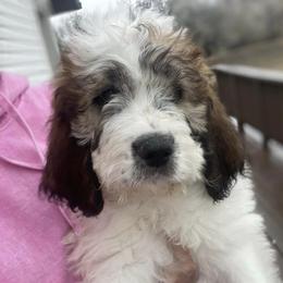 Newfoundlands, Saint Berdoodles, and Saint Bernards from Blue Heart Kennel