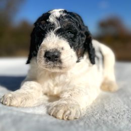 Clyde - Black and white male Bernedoodle puppy in Osage City, Kansas from Golden Ridge Goldens