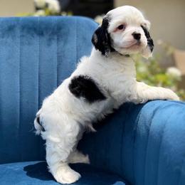 Green collar male - Black and white male Cocker Spaniel puppy in Bonsall, California from CuttinBlue Farms