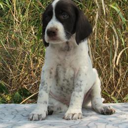 German Wirehaired Pointer Puppies from Idawire GWPs