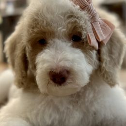 Girl 3 - Parti Goldendoodle puppy in Blanchard, Oklahoma from I Dream of Doodles