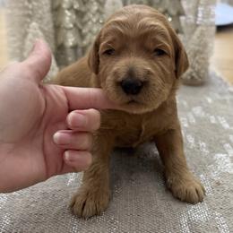 Candy Cane (Red Collar) - Red  female Goldendoodle puppy in Bay City, Texas from Charming Doods