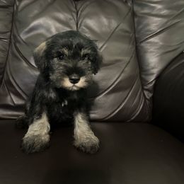 Luna - Salt and pepper female Miniature Schnauzer puppy in Winterville, Georgia from Patty’s Little Pups