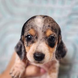 Stacy - Dapple female Dachshund puppy in Goodman, Missouri from Jessica's Dashing Dachsunds and Chihuahuas