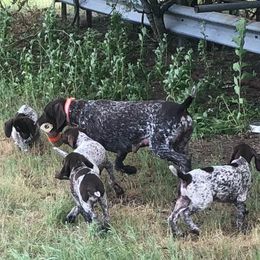 German Shorthaired Pointers from Russell's GSPs