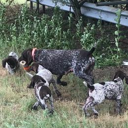 German Shorthaired Pointers from Russell's GSPs