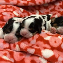 Cavalier King Charles Spaniels from Jamie Forrest