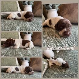 Lucy - Liver roan female German Shorthaired Pointer puppy in Ulen, Minnesota from North Wind Gundogs